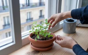 Vos plantes d’intérieur se flétrissent : ces 7 gestes simples pour vraiment les sauver à temps